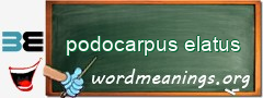 WordMeaning blackboard for podocarpus elatus